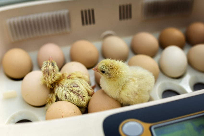 The Largest Drawback In Egg Incubator Comes Down To This Word